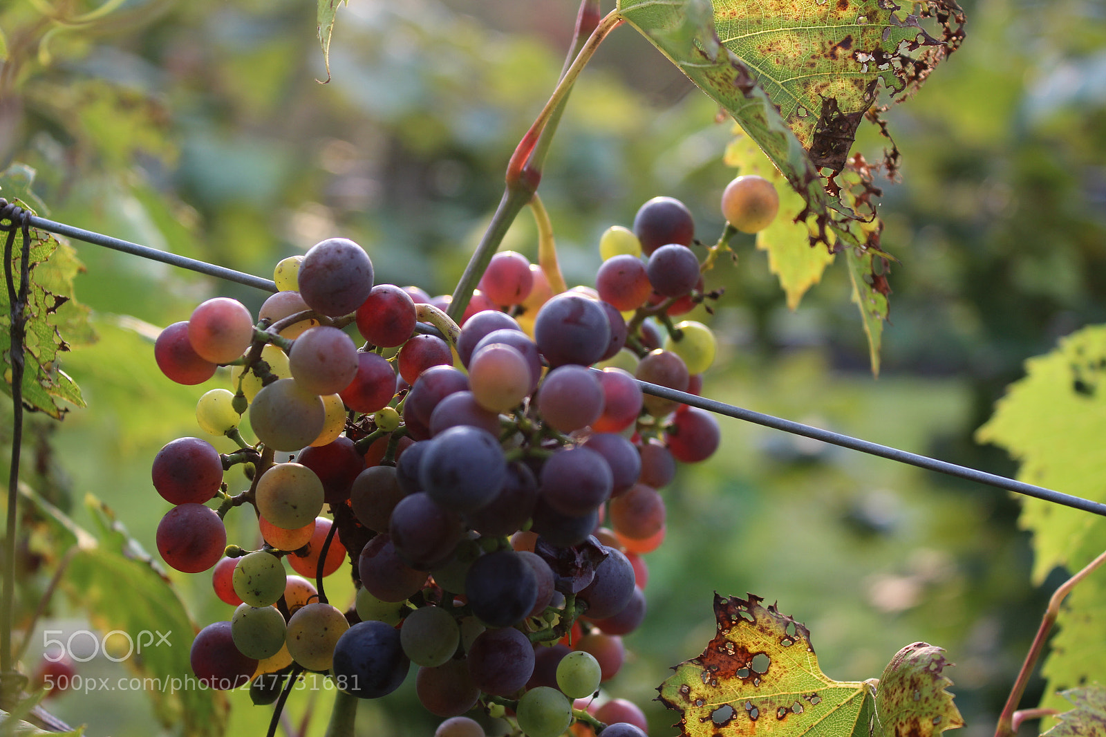 Canon EOS 1200D (EOS Rebel T5 / EOS Kiss X70 / EOS Hi) sample photo. Vineyard fruit photography
