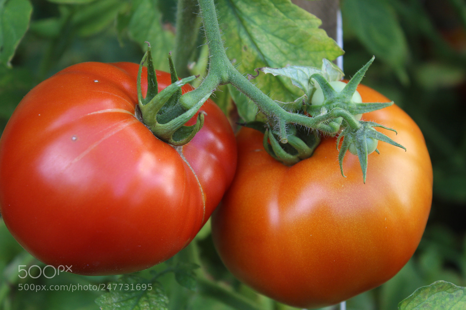 Canon EOS 1200D (EOS Rebel T5 / EOS Kiss X70 / EOS Hi) sample photo. Fresh tomatoes photography