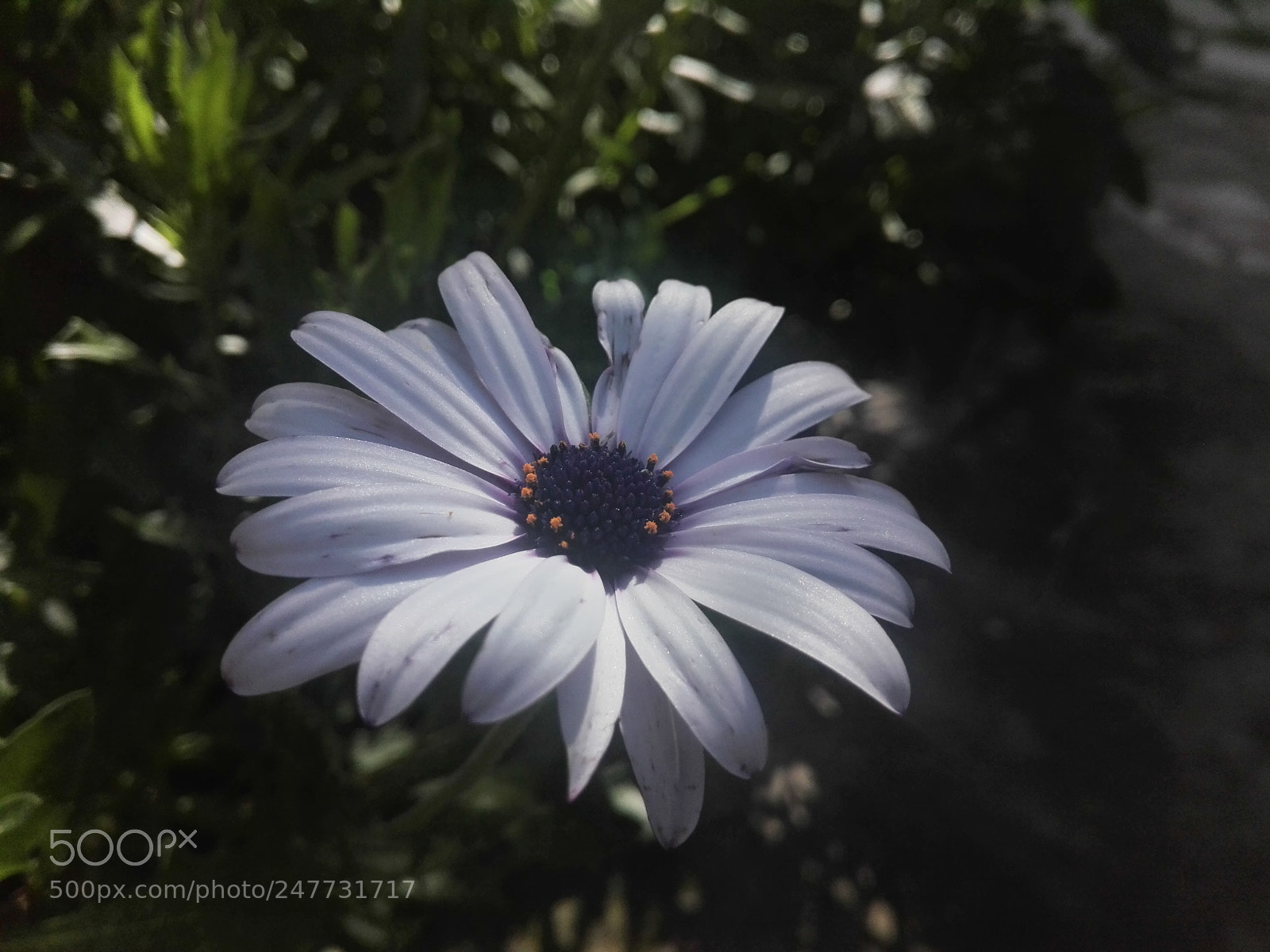 HUAWEI Y6II sample photo. White rose photography