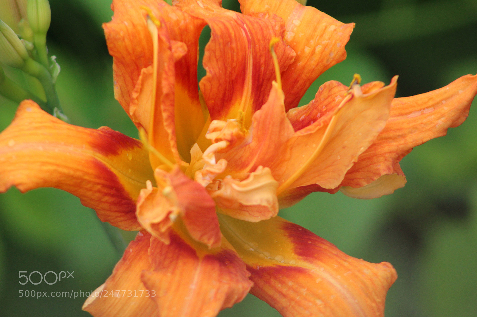 Canon EOS 1200D (EOS Rebel T5 / EOS Kiss X70 / EOS Hi) sample photo. Tiger lily photography