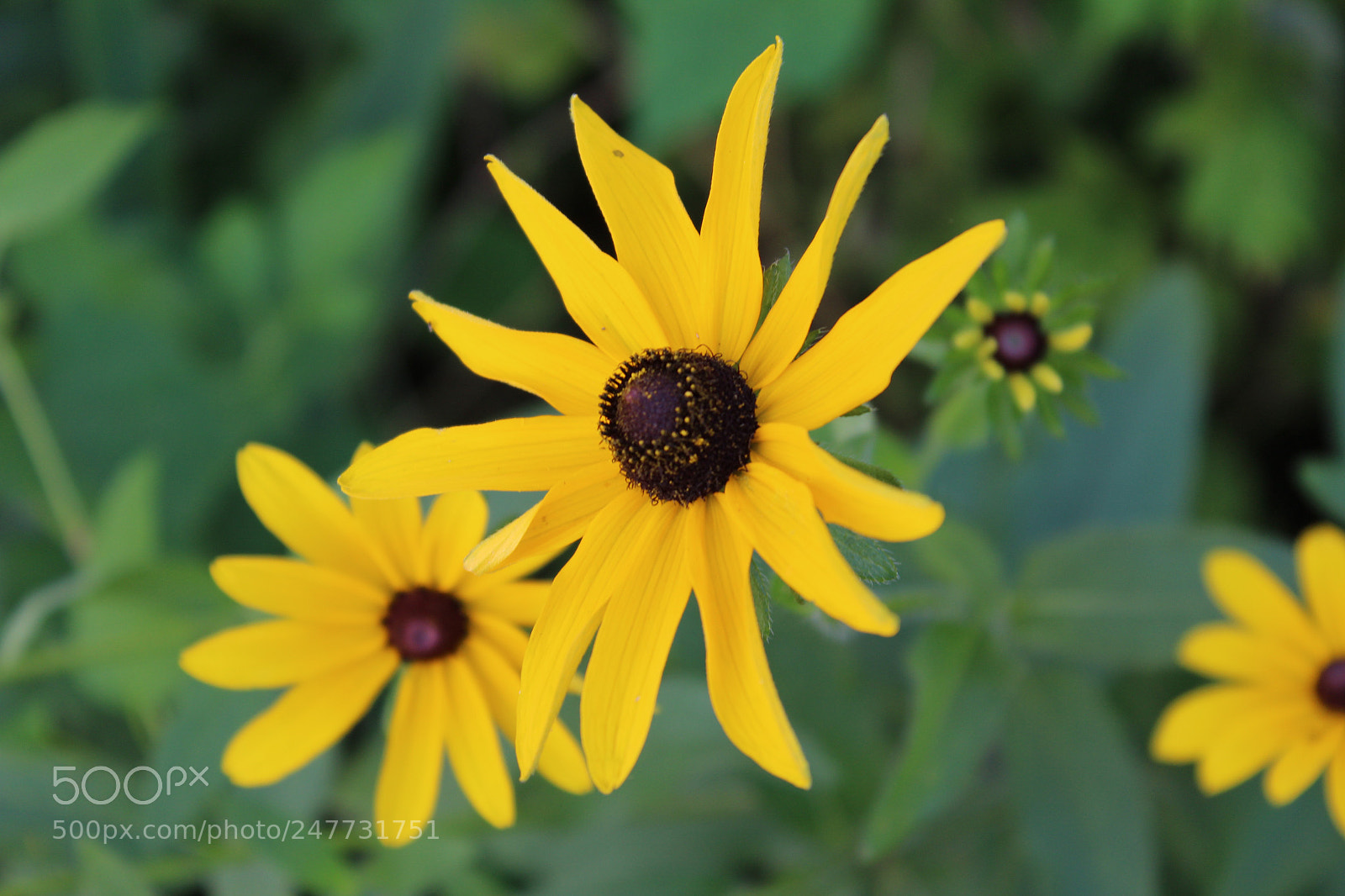 Canon EOS 1200D (EOS Rebel T5 / EOS Kiss X70 / EOS Hi) sample photo. Black eyed susan photography