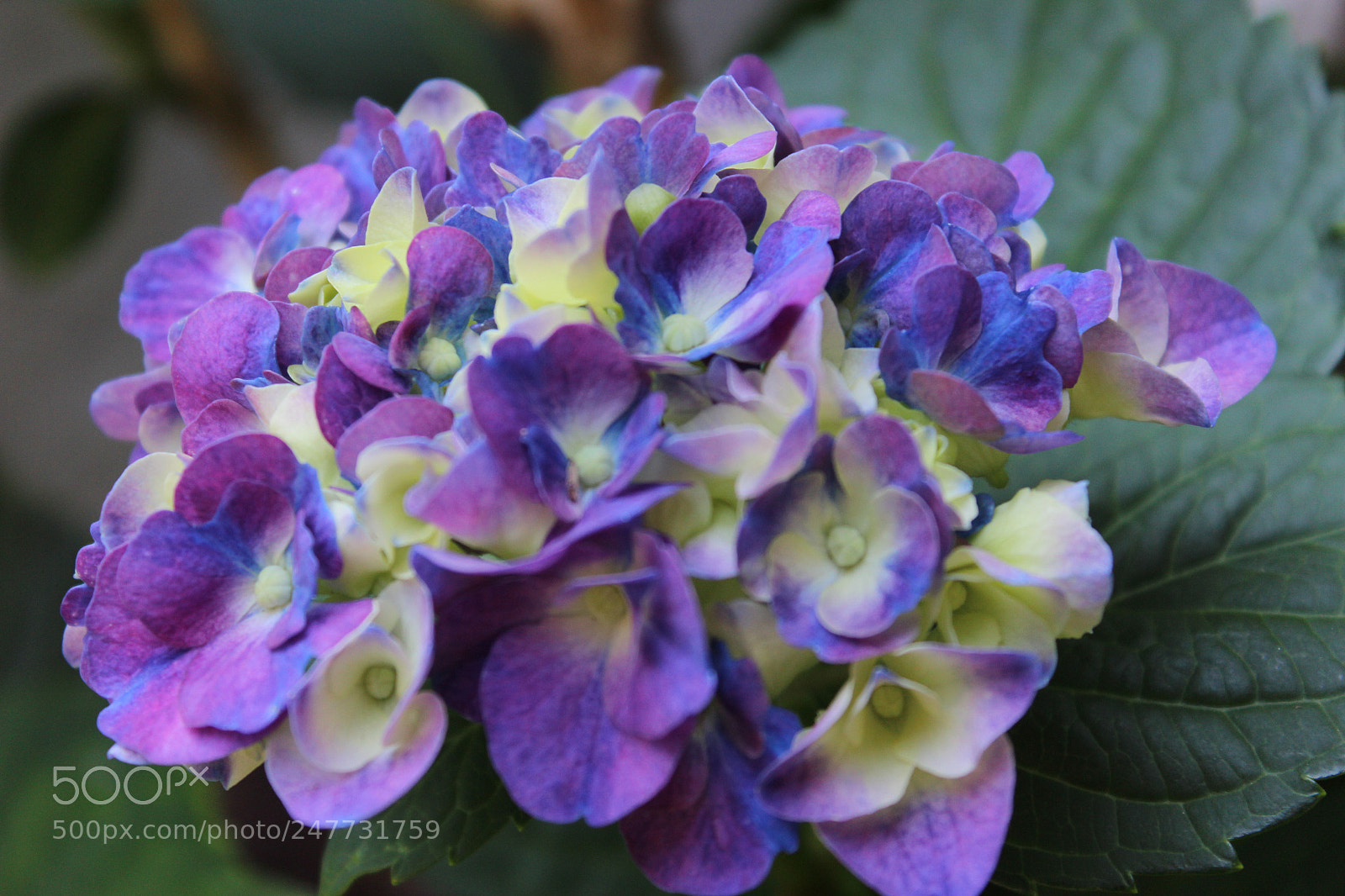 Canon EOS 1200D (EOS Rebel T5 / EOS Kiss X70 / EOS Hi) sample photo. Blue hydrangea photography