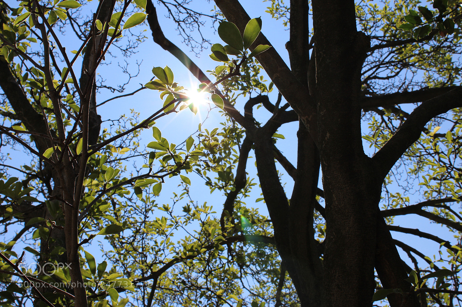 Canon EOS 1200D (EOS Rebel T5 / EOS Kiss X70 / EOS Hi) sample photo. Forest sights photography