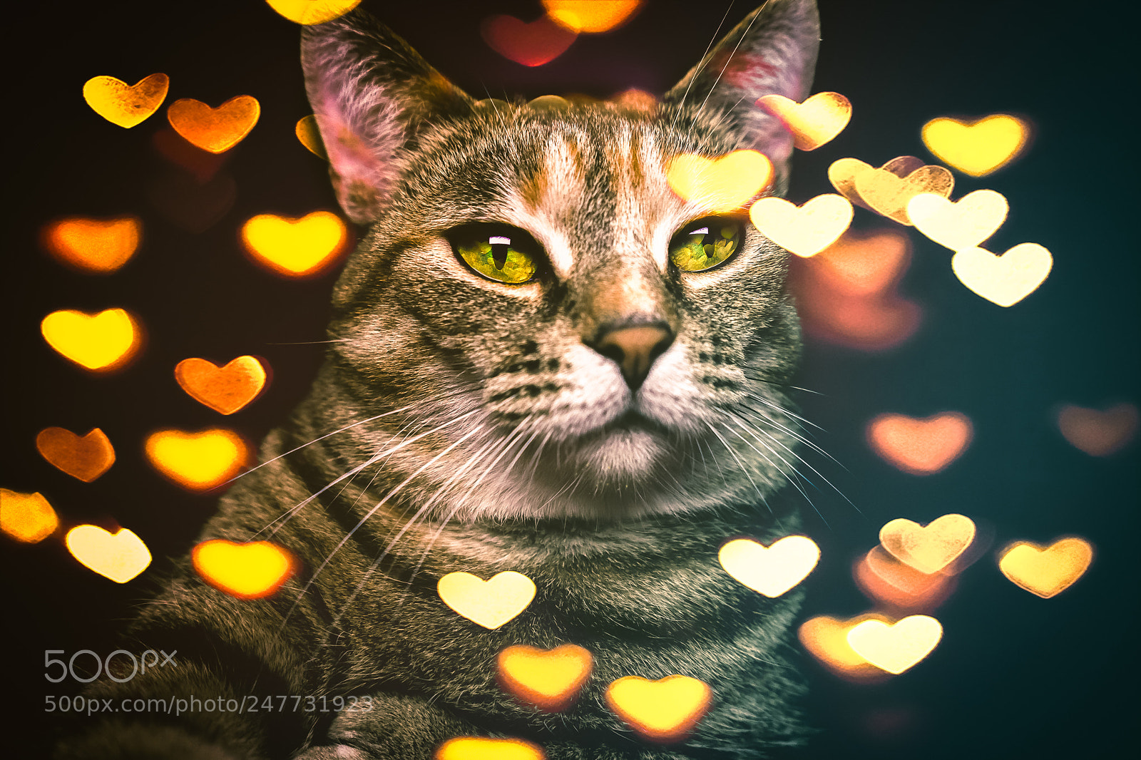Sony a7 sample photo. Grey striped cat surrounded photography