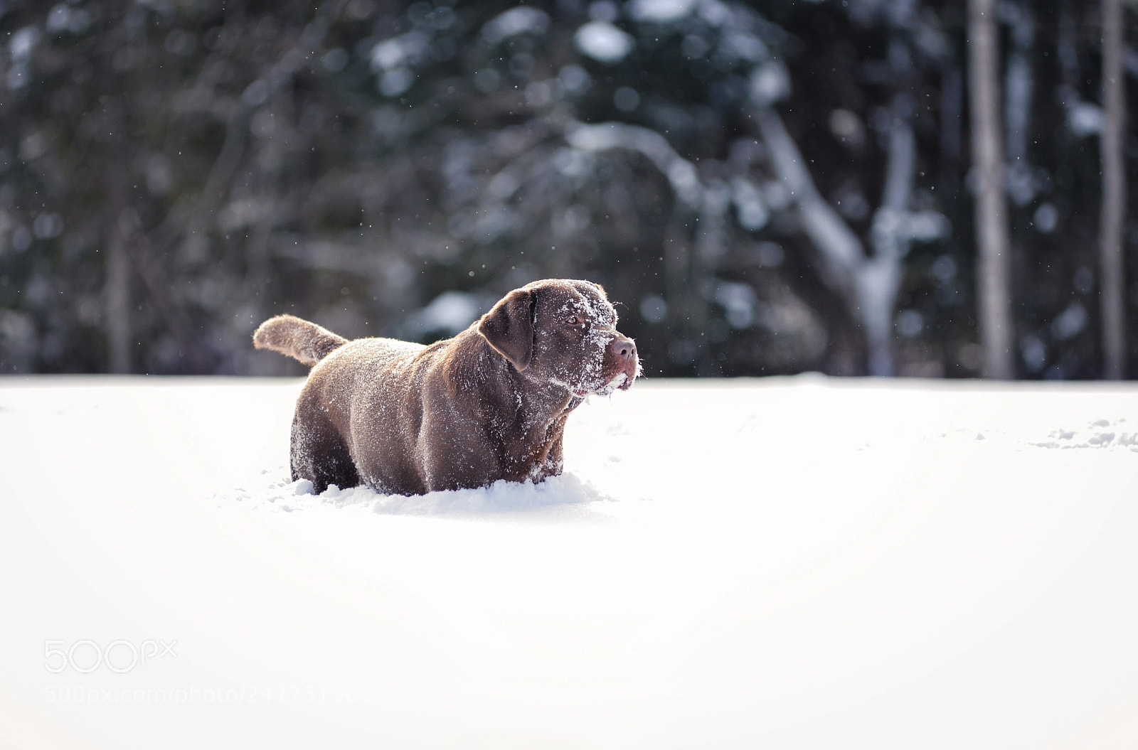 Nikon D610 sample photo. Snowy photography