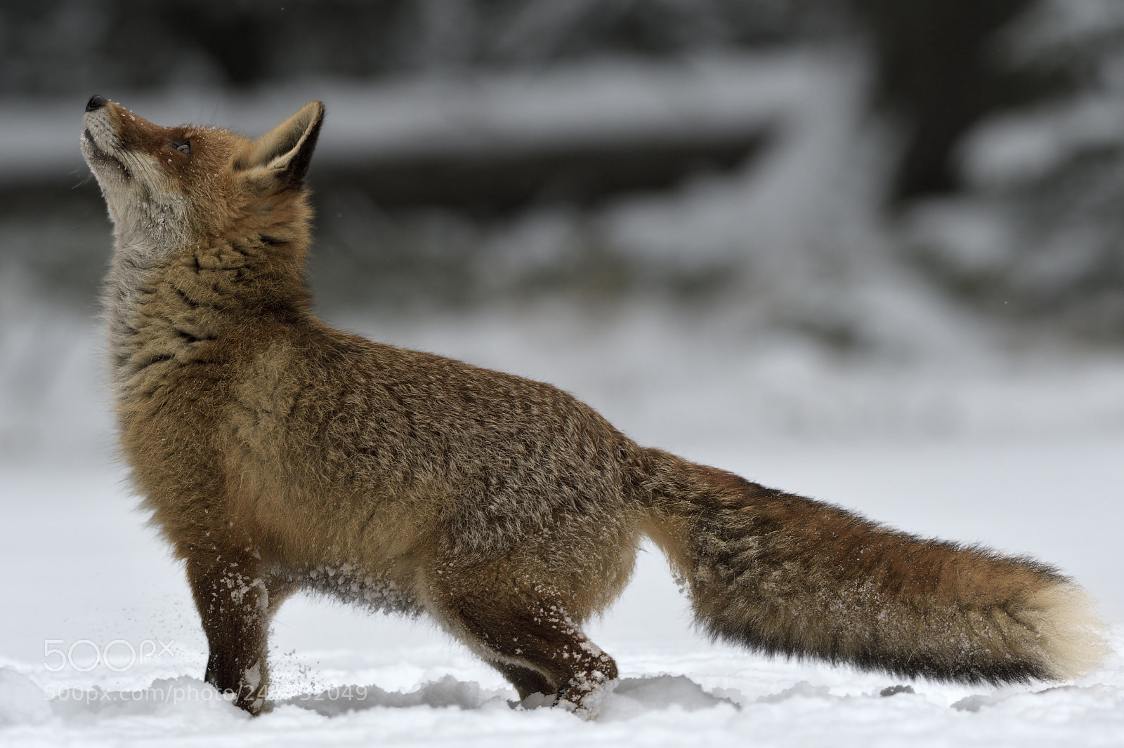 Nikon AF-S Nikkor 200-500mm F5.6E ED VR sample photo. Fox photography
