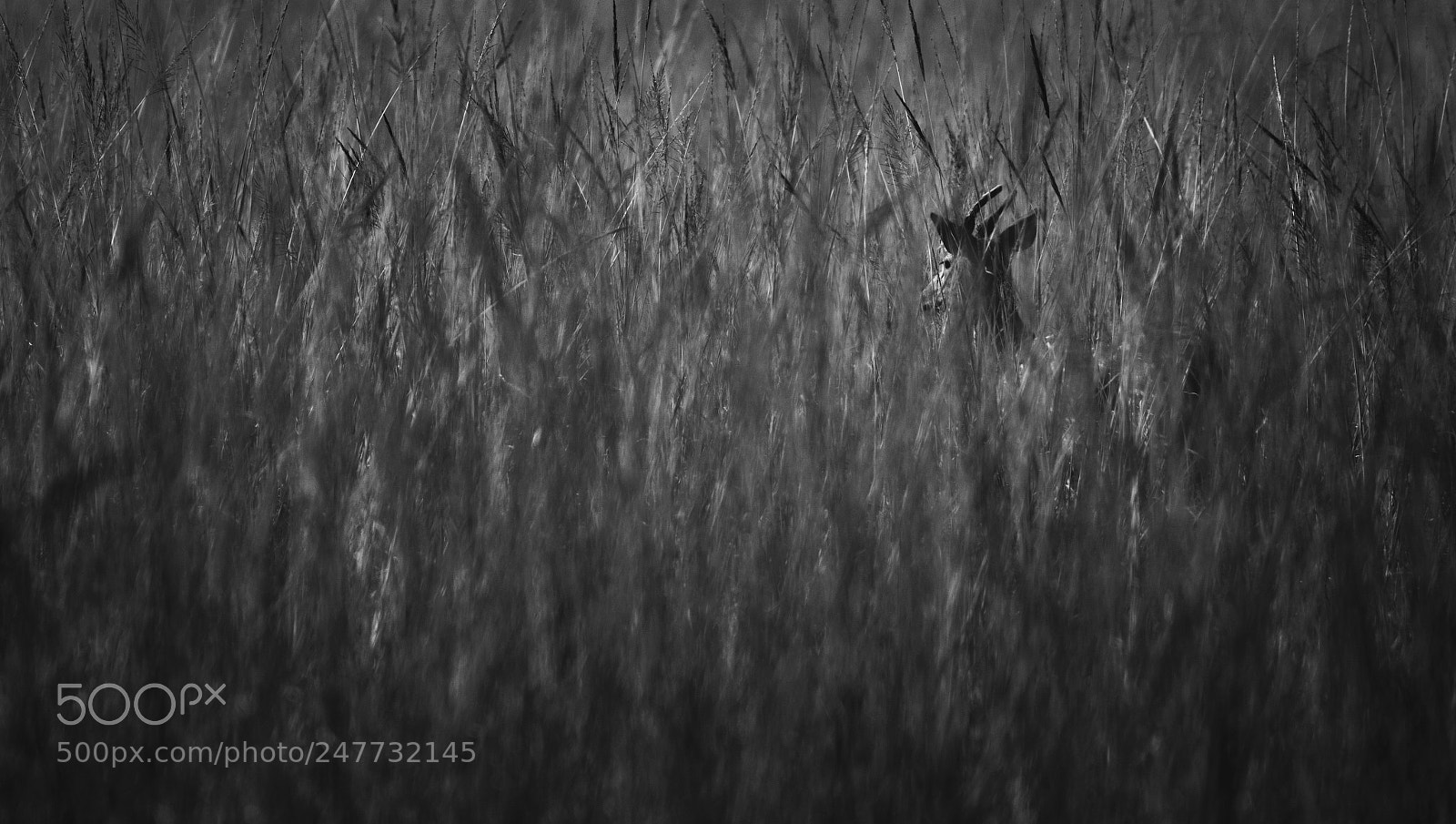 Nikon D3200 sample photo. Camouflaged spotted deer photography