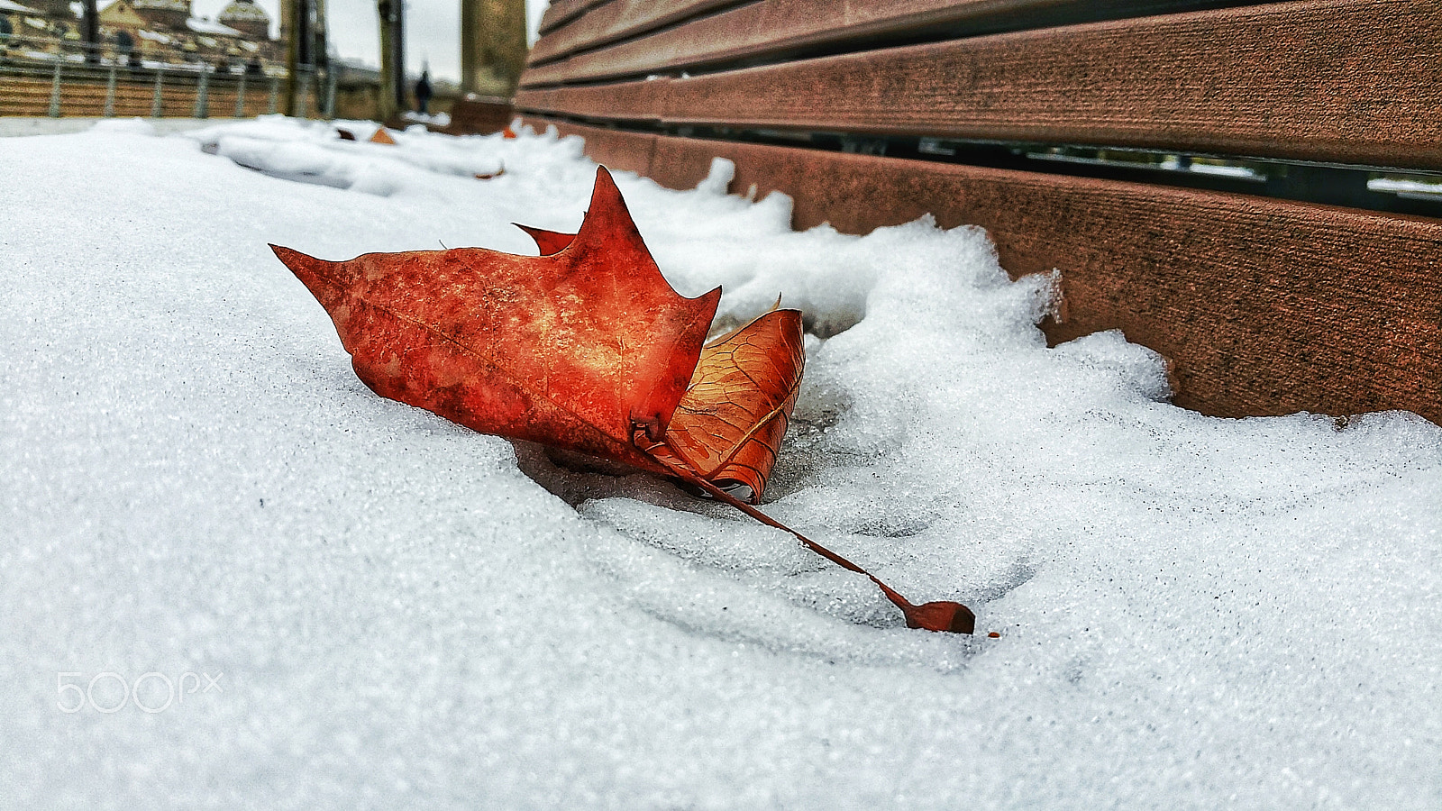 Samsung Galaxy S5 LTE-A sample photo. Frozen autumn photography