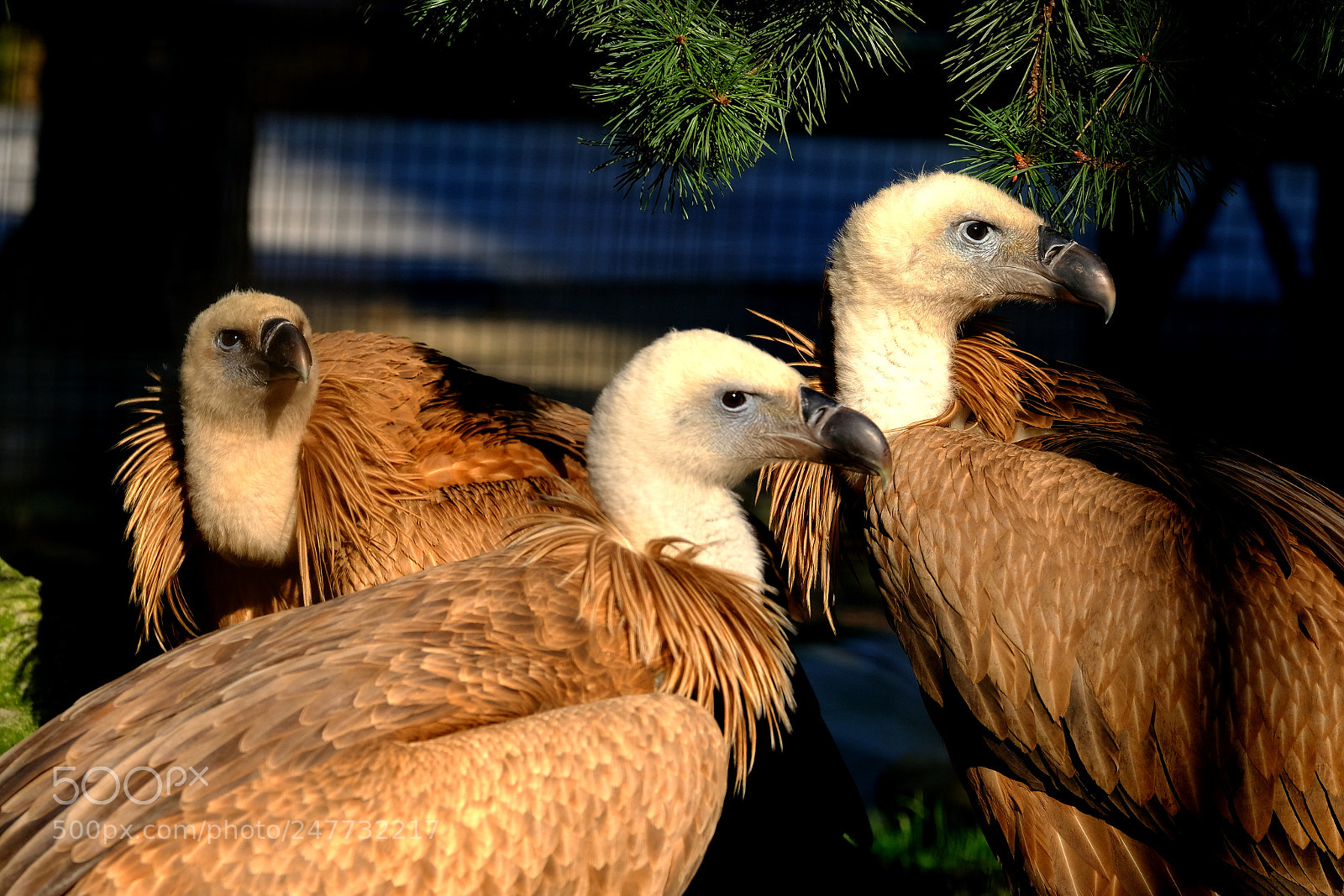 Fujifilm X-Pro2 sample photo. Three vultures. photography