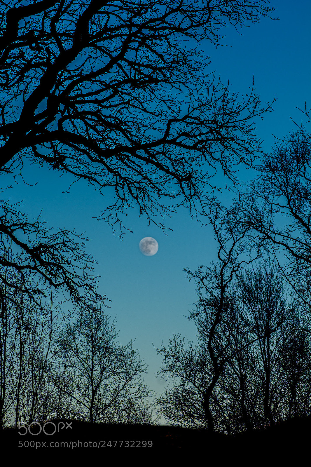 Nikon D7100 sample photo. Day 707 photography