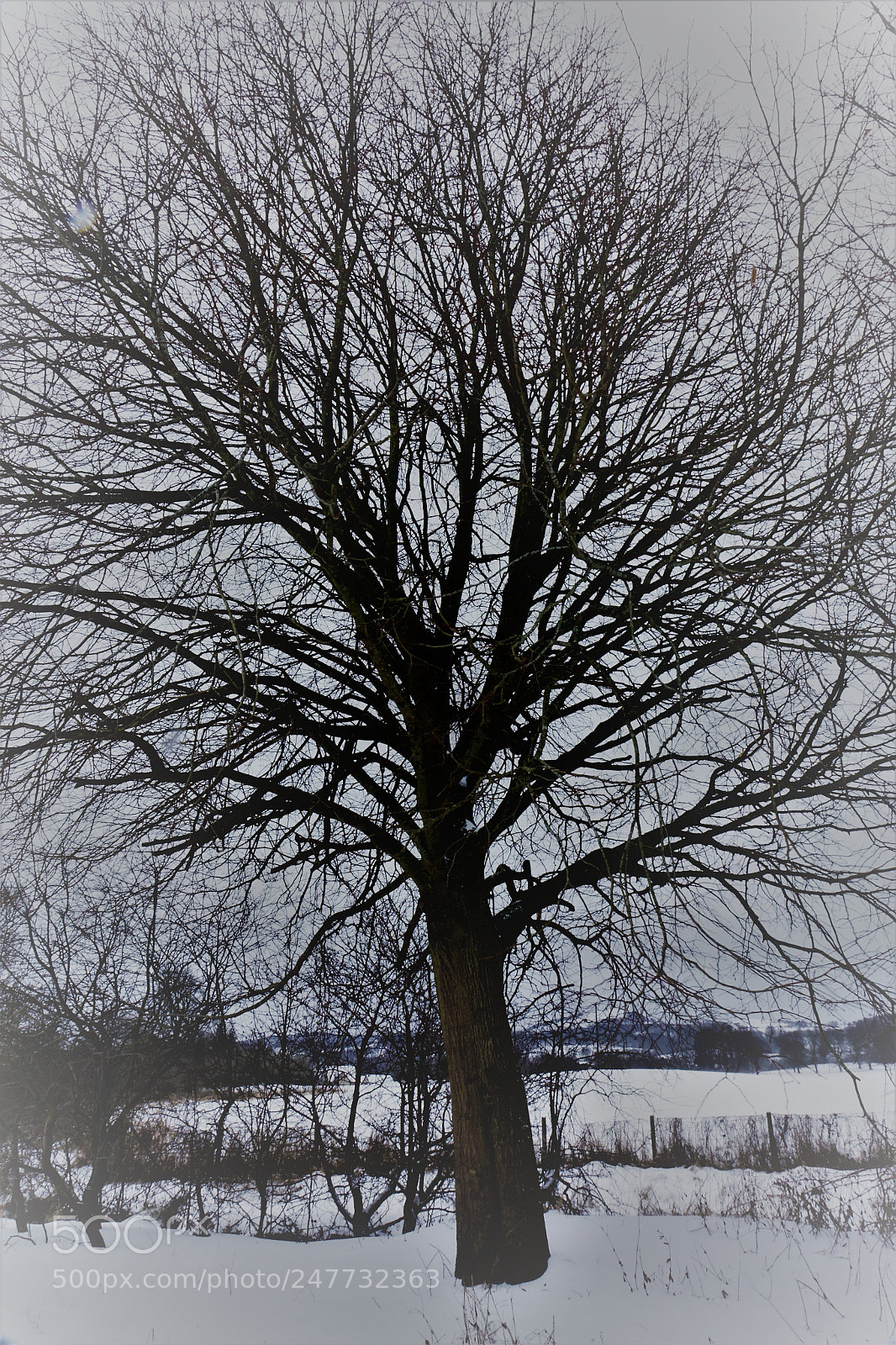 Sony Cyber-shot DSC-RX10 sample photo. Tall tree photography