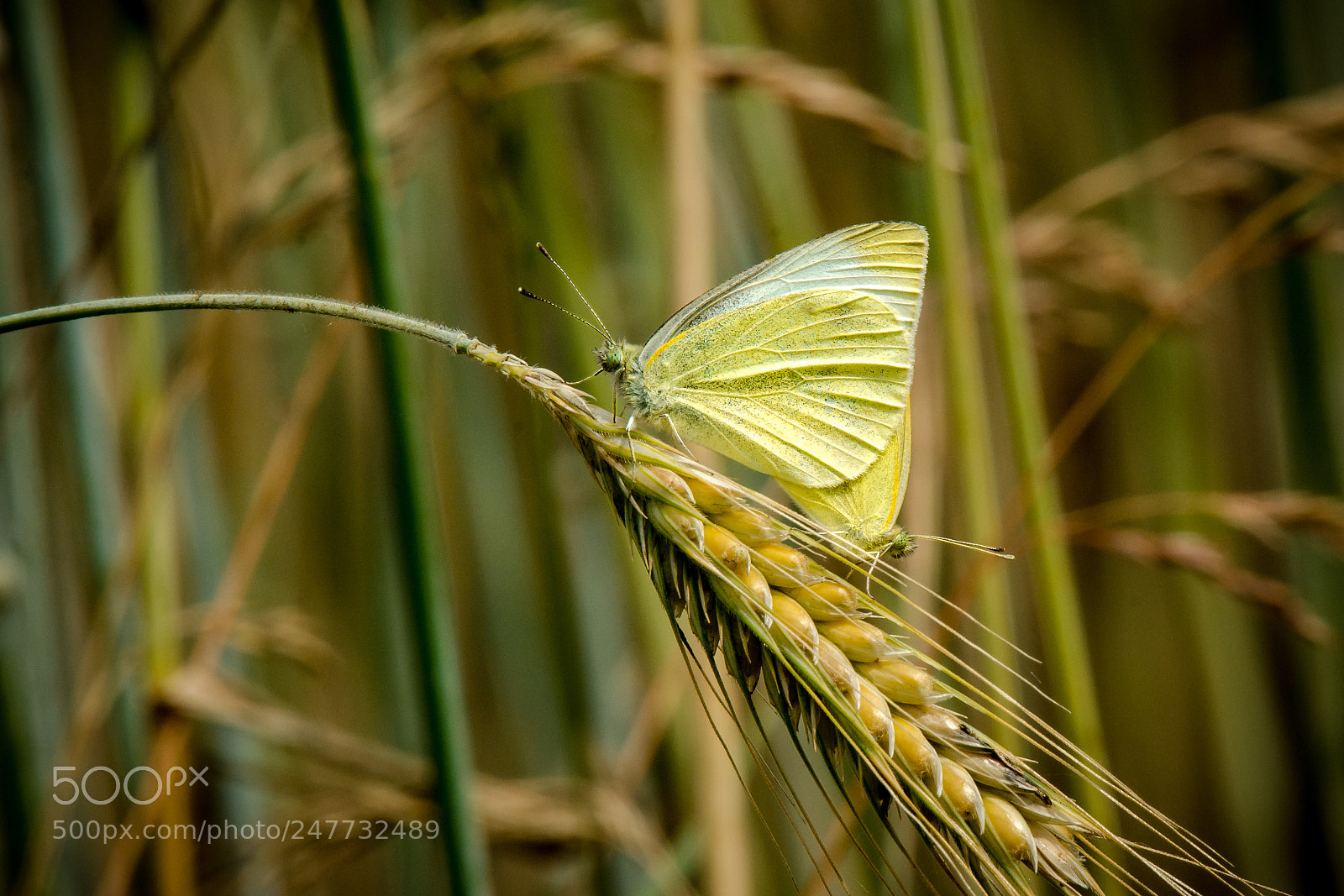 Nikon D7100 sample photo. Schmetterlinge photography