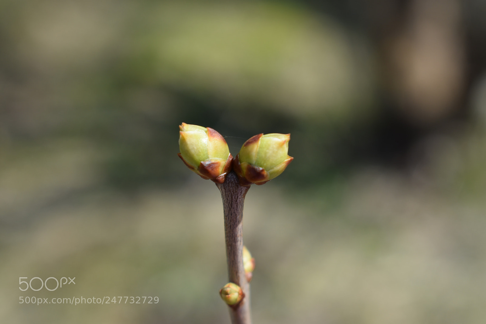 Nikon D3400 sample photo. Untitled photography