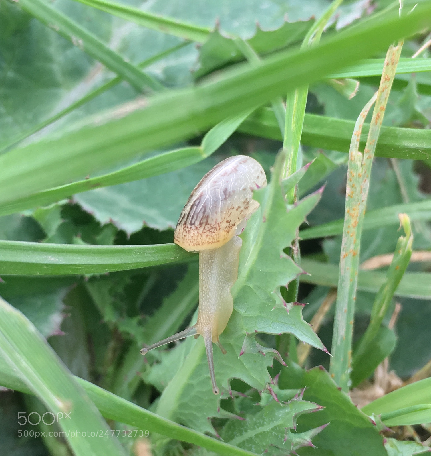 Apple iPhone 6s sample photo. Untitled photography