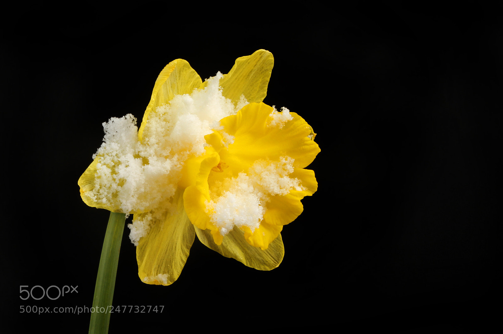Canon EOS 7D sample photo. Snow dusted daffodil photography