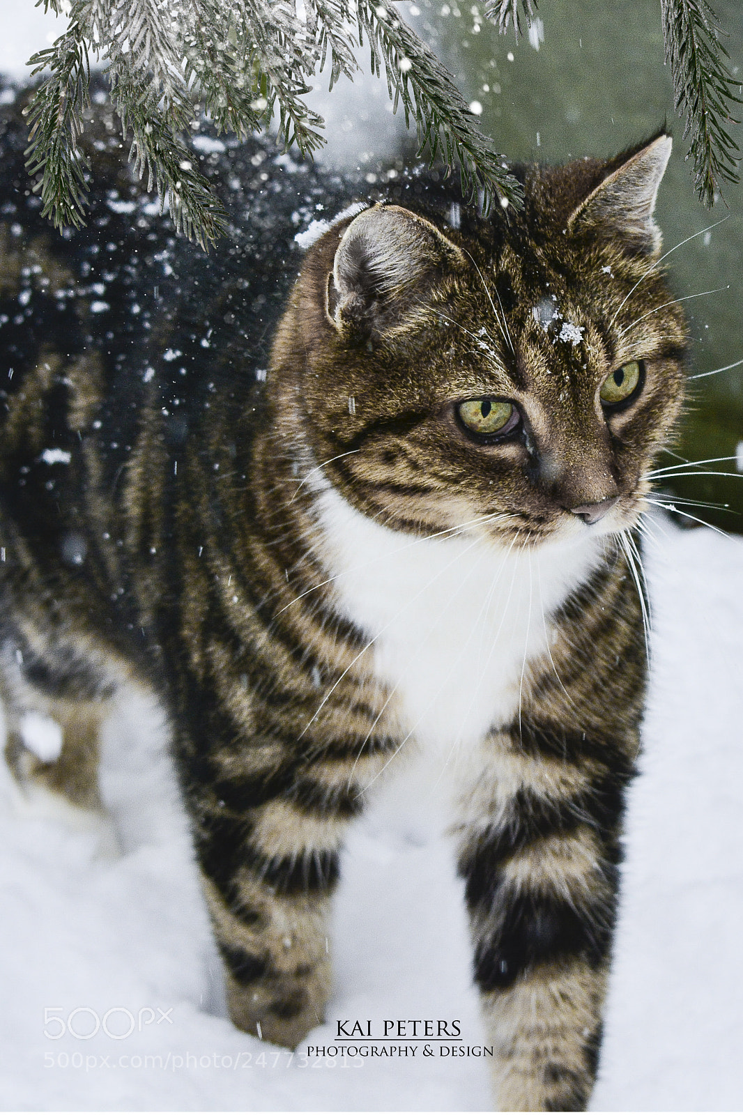 Nikon D7100 sample photo. Spaziergang im schnee photography