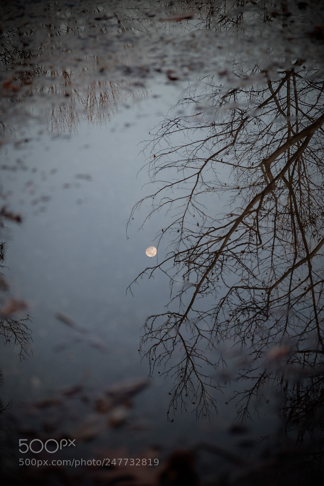 Fujifilm X-T1 sample photo. Beauty in a puddle photography