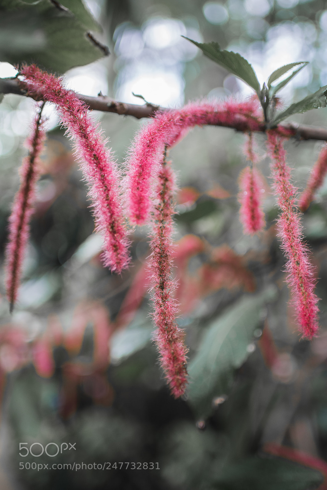 Nikon D610 sample photo. Garten. photography