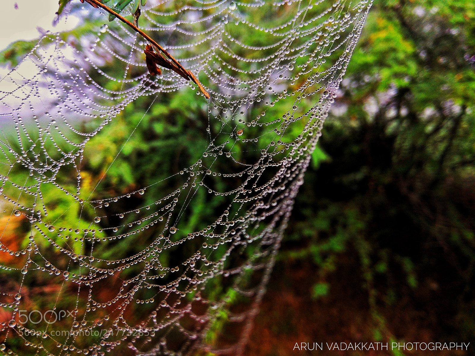 Xiaomi Redmi Note 4 sample photo. Morning dew photography