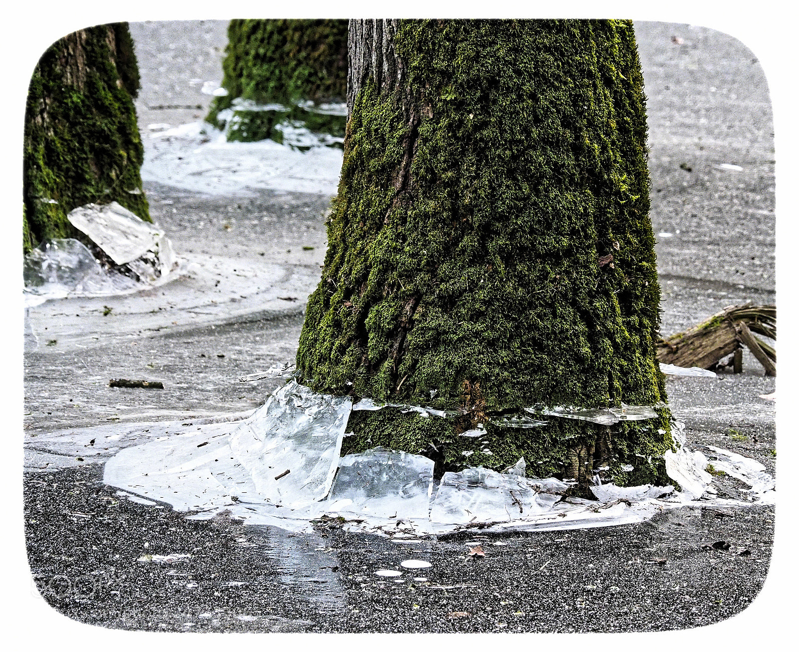 Olympus OM-D E-M1 Mark II sample photo. Winter photography