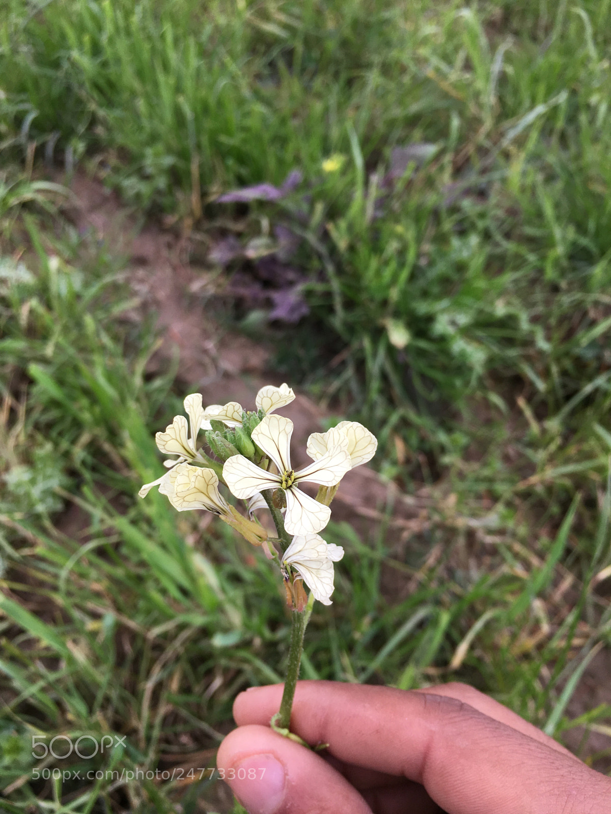 Apple iPhone 6s sample photo. Untitled photography