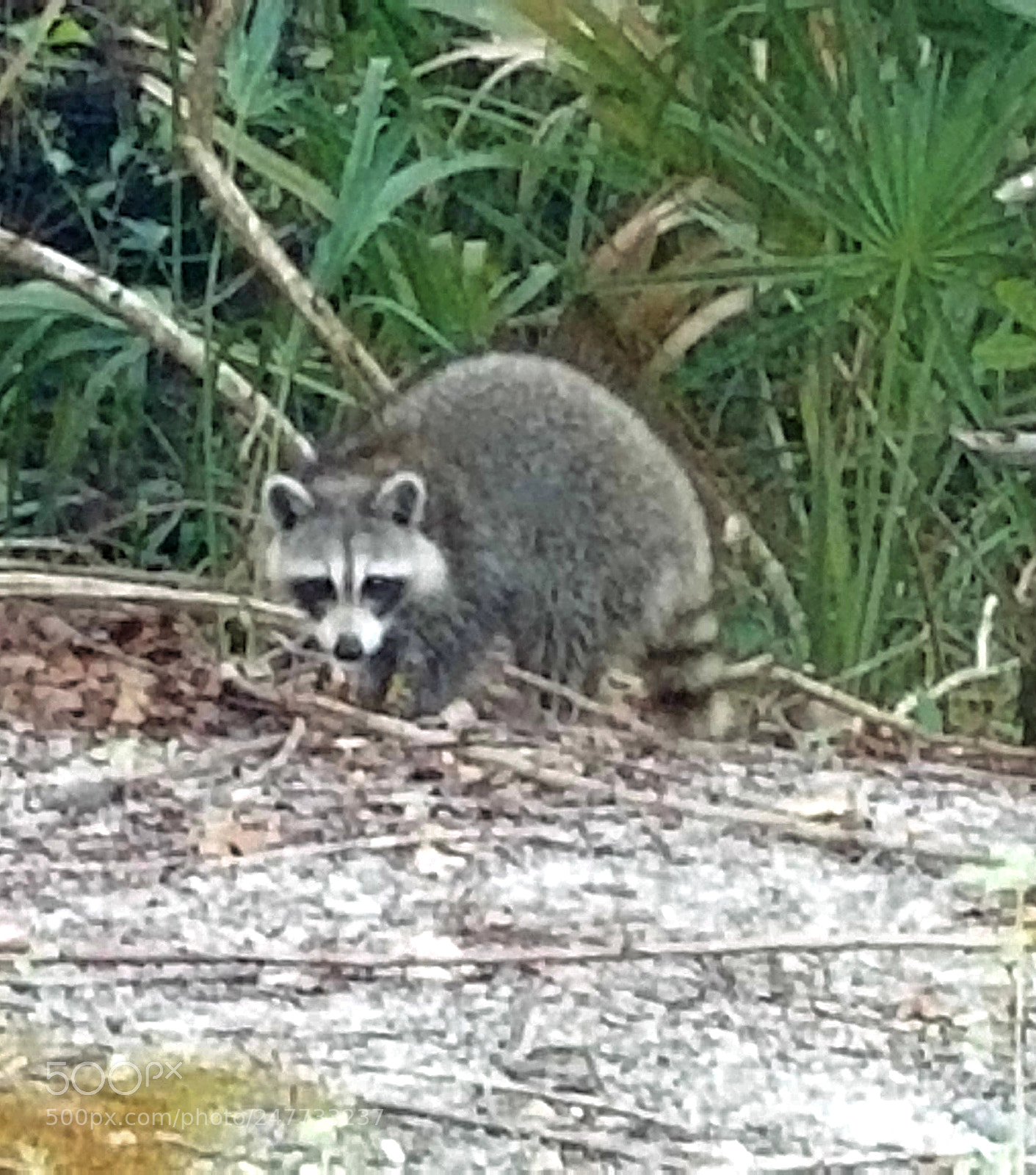 Samsung Galaxy S8+ sample photo. Racoon photography