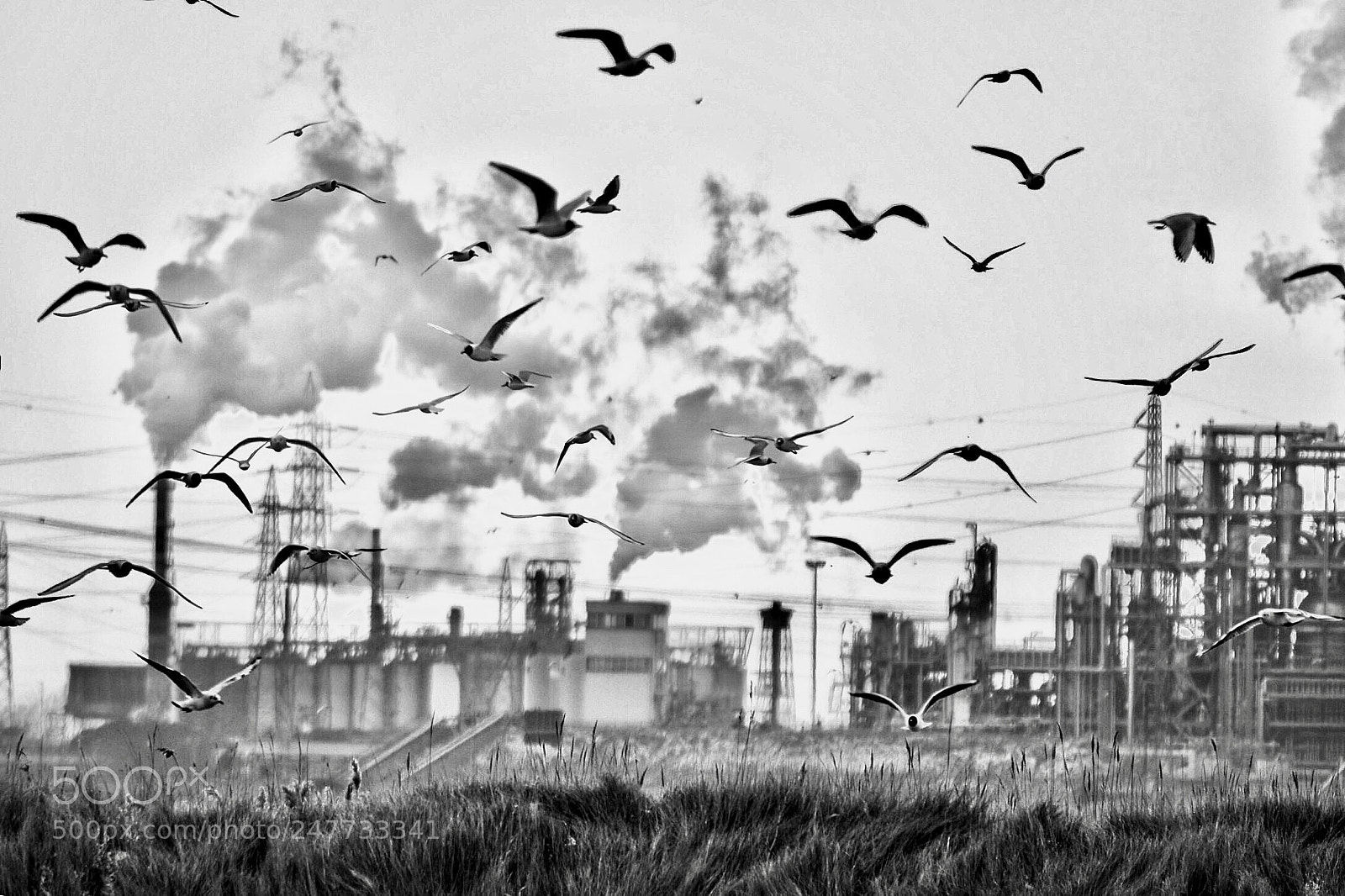 Sony SLT-A58 sample photo. Panic bird photography