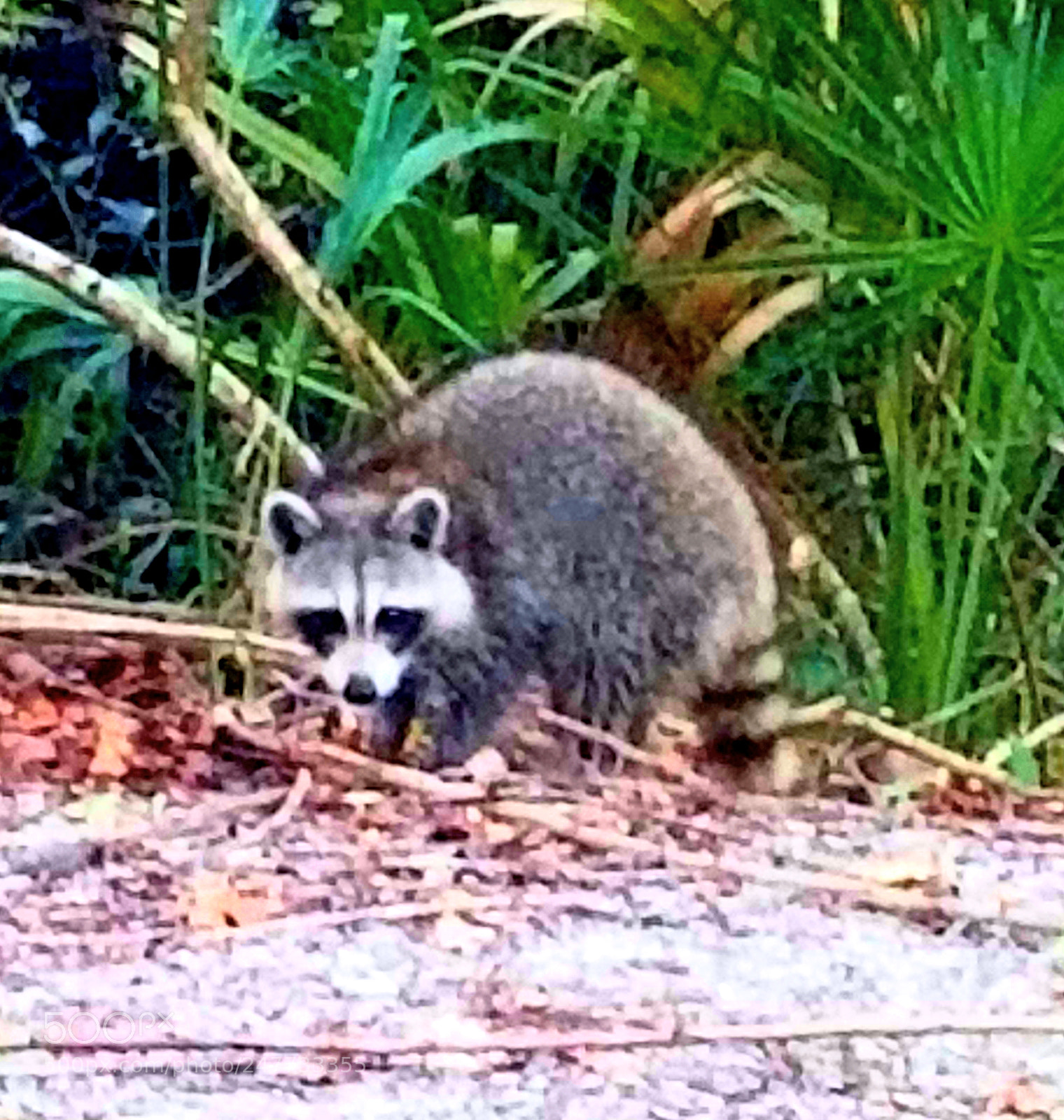 Samsung Galaxy S8+ sample photo. Racoon photography