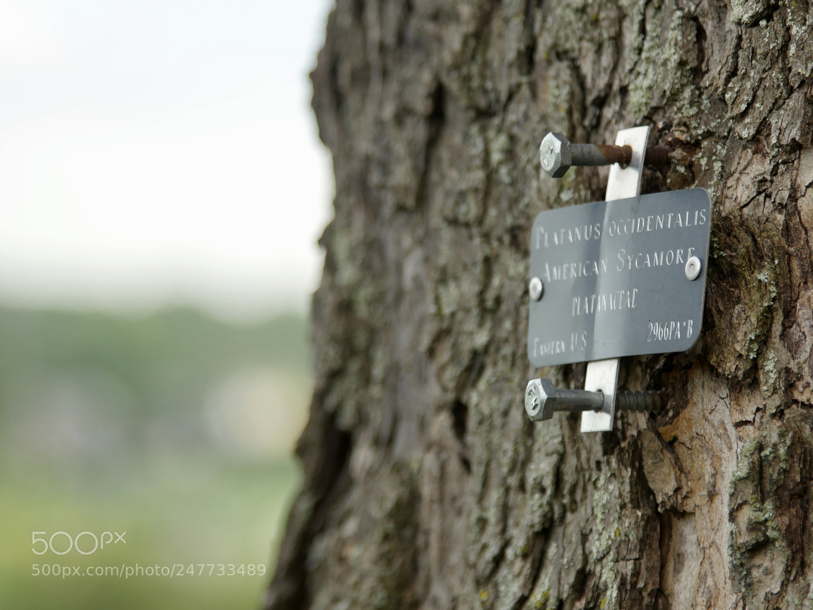 Panasonic Lumix DMC-GH4 sample photo. Untitled photography