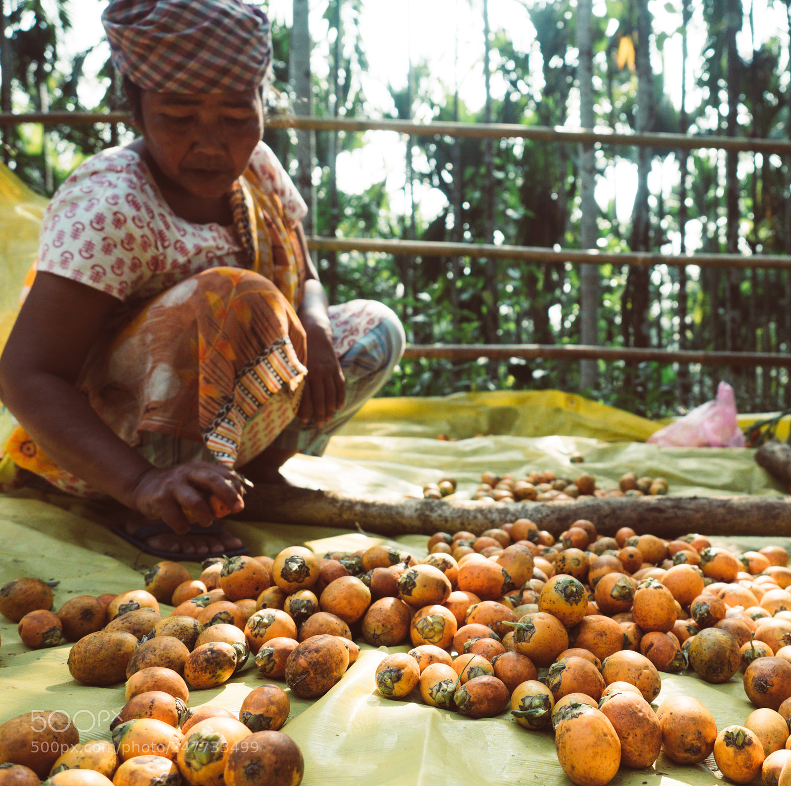 Olympus OM-D E-M5 II sample photo. Betel nut farmer photography