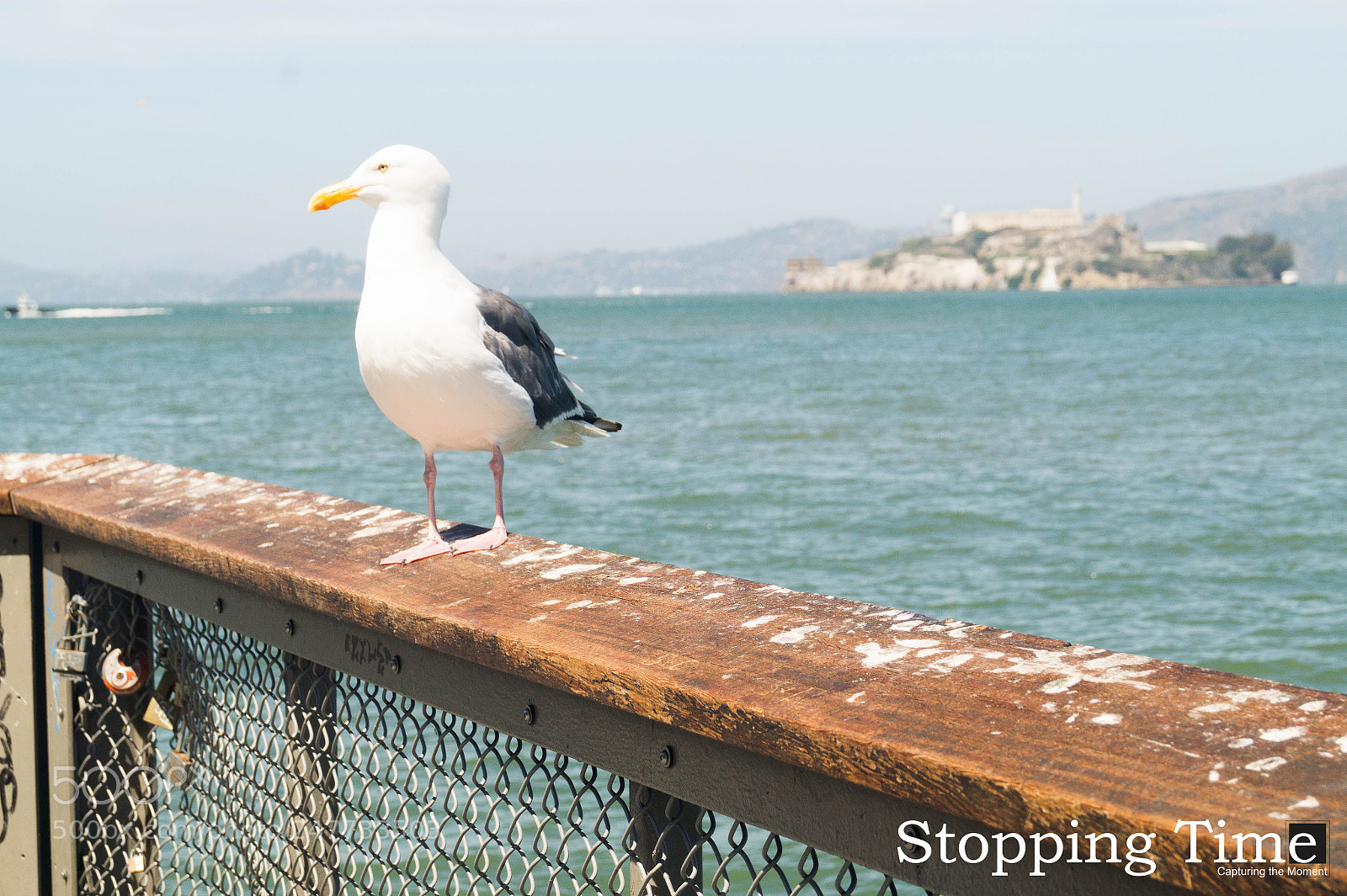 Sony SLT-A58 sample photo. Alcatraz photography