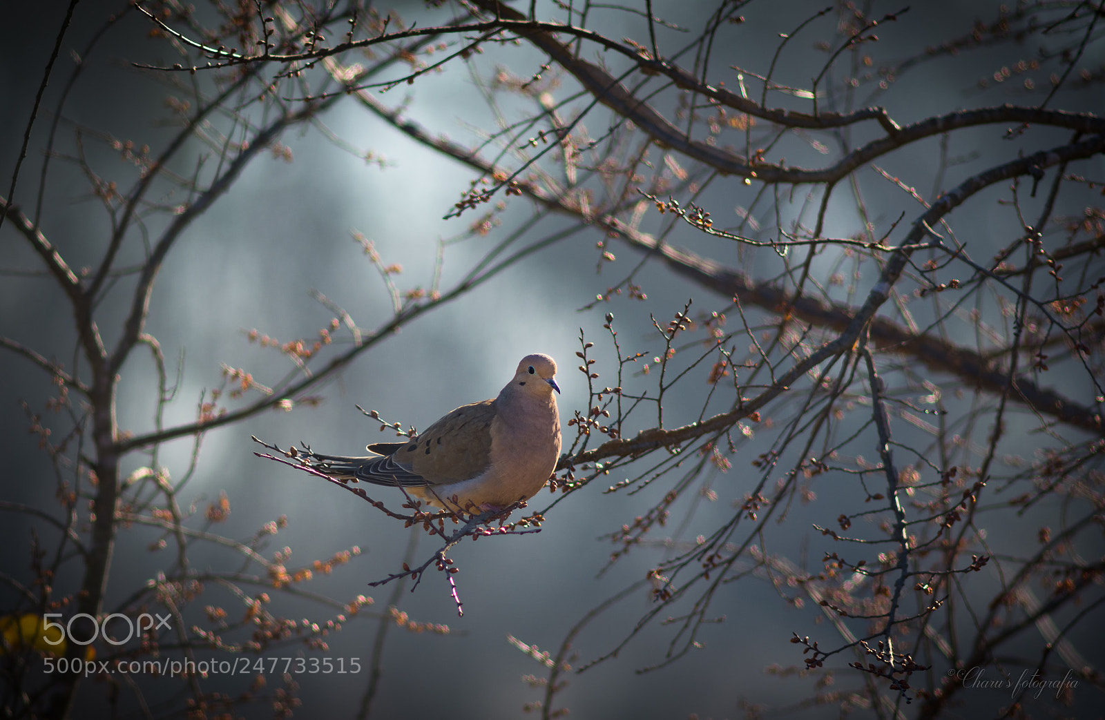 Nikon D7100 sample photo. Foggy morning photography