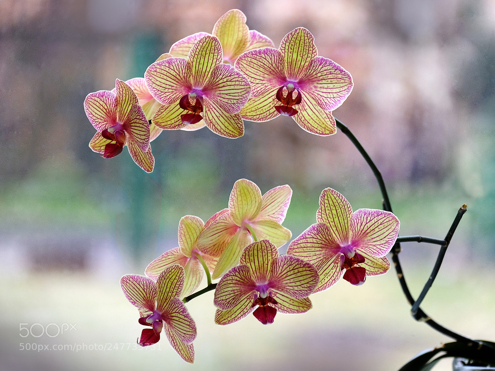 Fujifilm X-T20 sample photo. Blossoming orchid photography