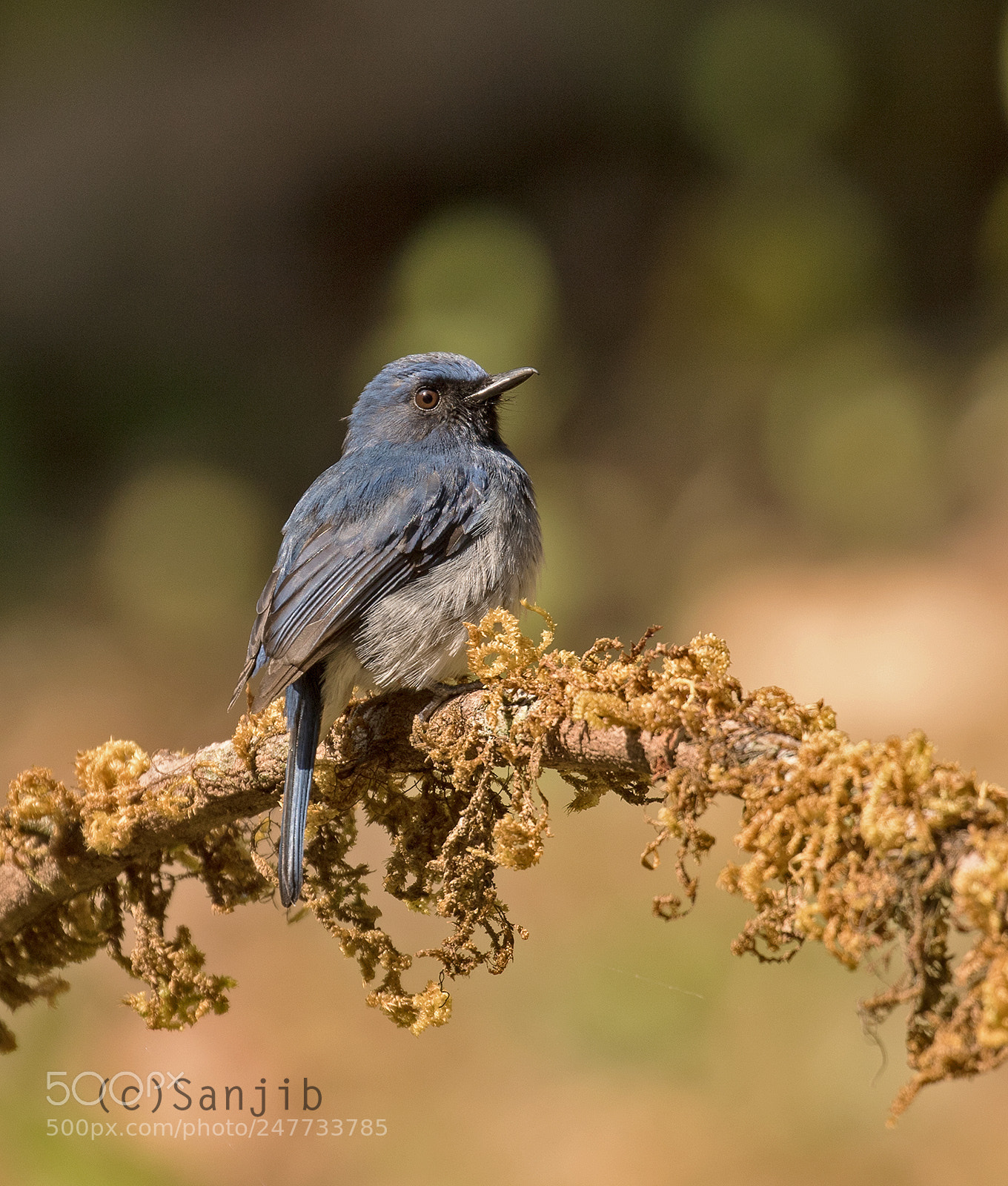 Canon EOS 7D Mark II sample photo. White bellied blue flycatcher photography
