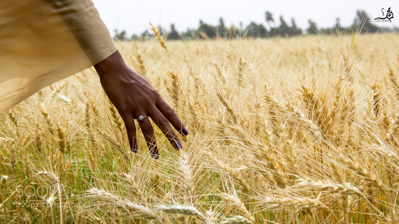Canon EOS 60D sample photo. Before harvest photography