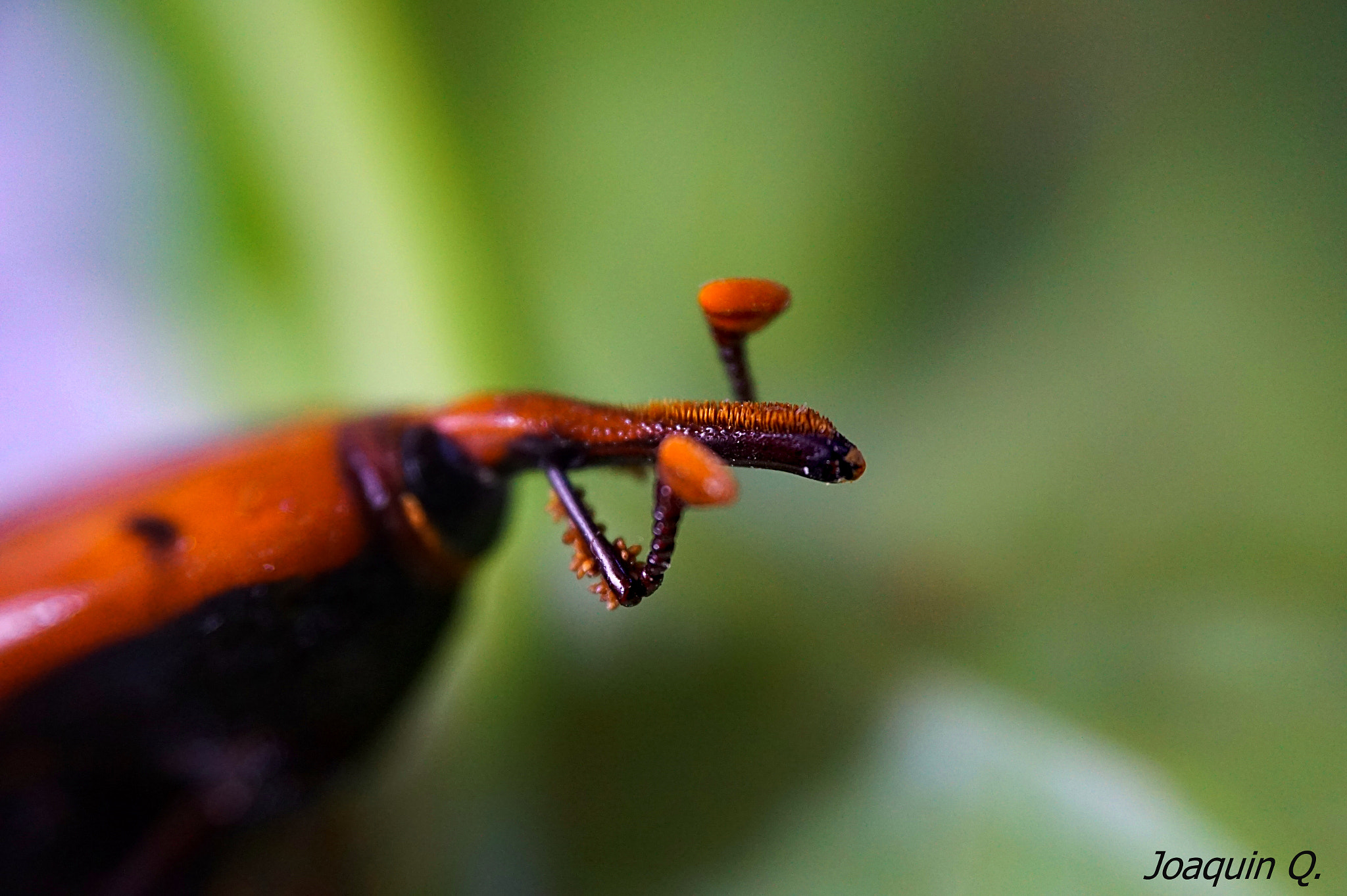 Sony Alpha a5000 (ILCE 5000) + Sony E 18-50mm F4-5.6 sample photo. Escarabajo photography