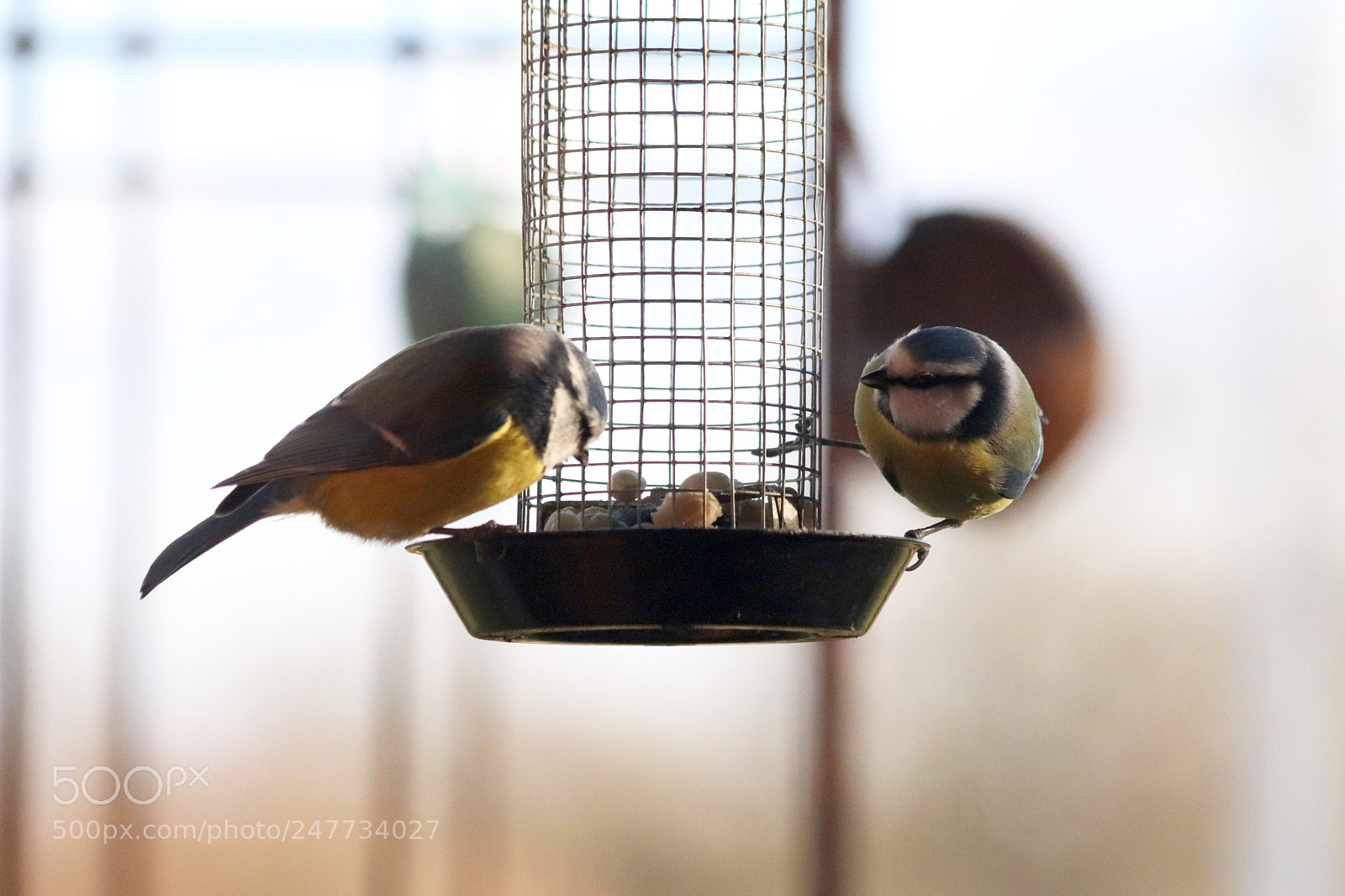 Canon EOS 77D (EOS 9000D / EOS 770D) sample photo. Food fight photography