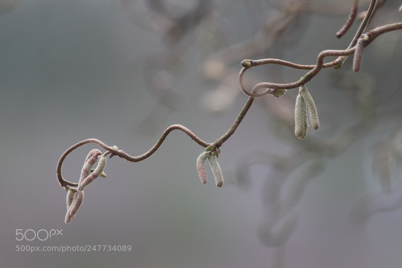 Canon EOS 77D (EOS 9000D / EOS 770D) sample photo. Witch hazel branch photography