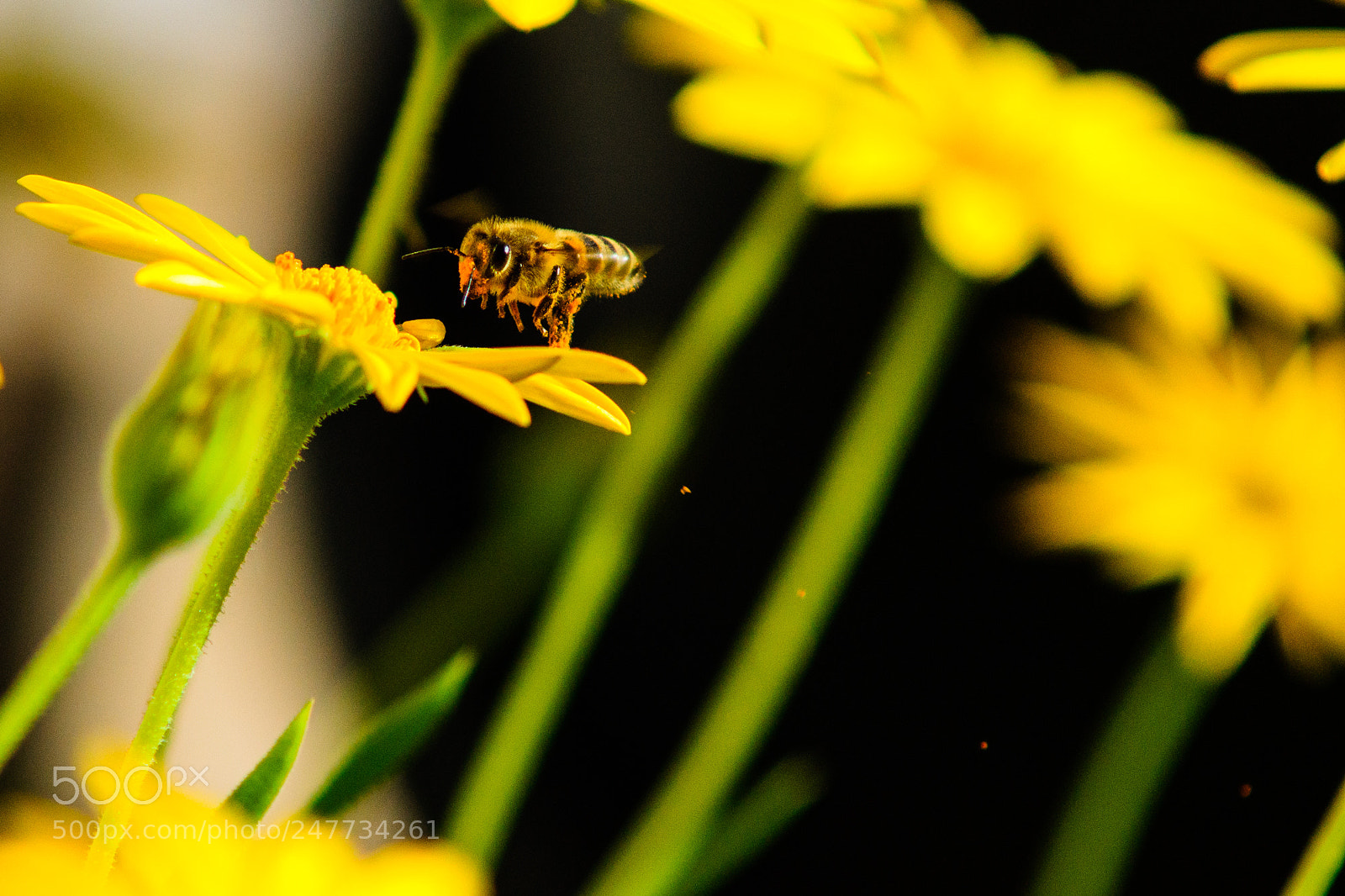 Sony SLT-A77 sample photo. Lost pollen photography