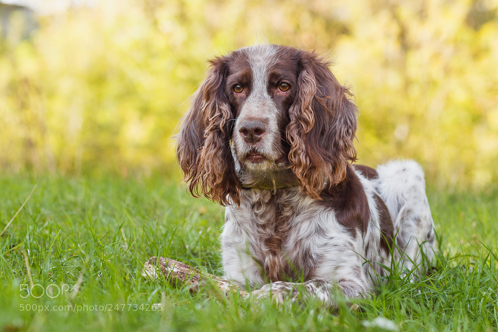 Canon EOS 600D (Rebel EOS T3i / EOS Kiss X5) sample photo. Brown spotted russian spaniel photography