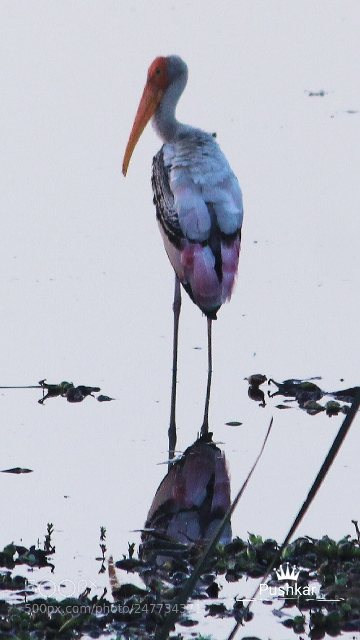Canon EOS 1200D (EOS Rebel T5 / EOS Kiss X70 / EOS Hi) sample photo. Birding photography