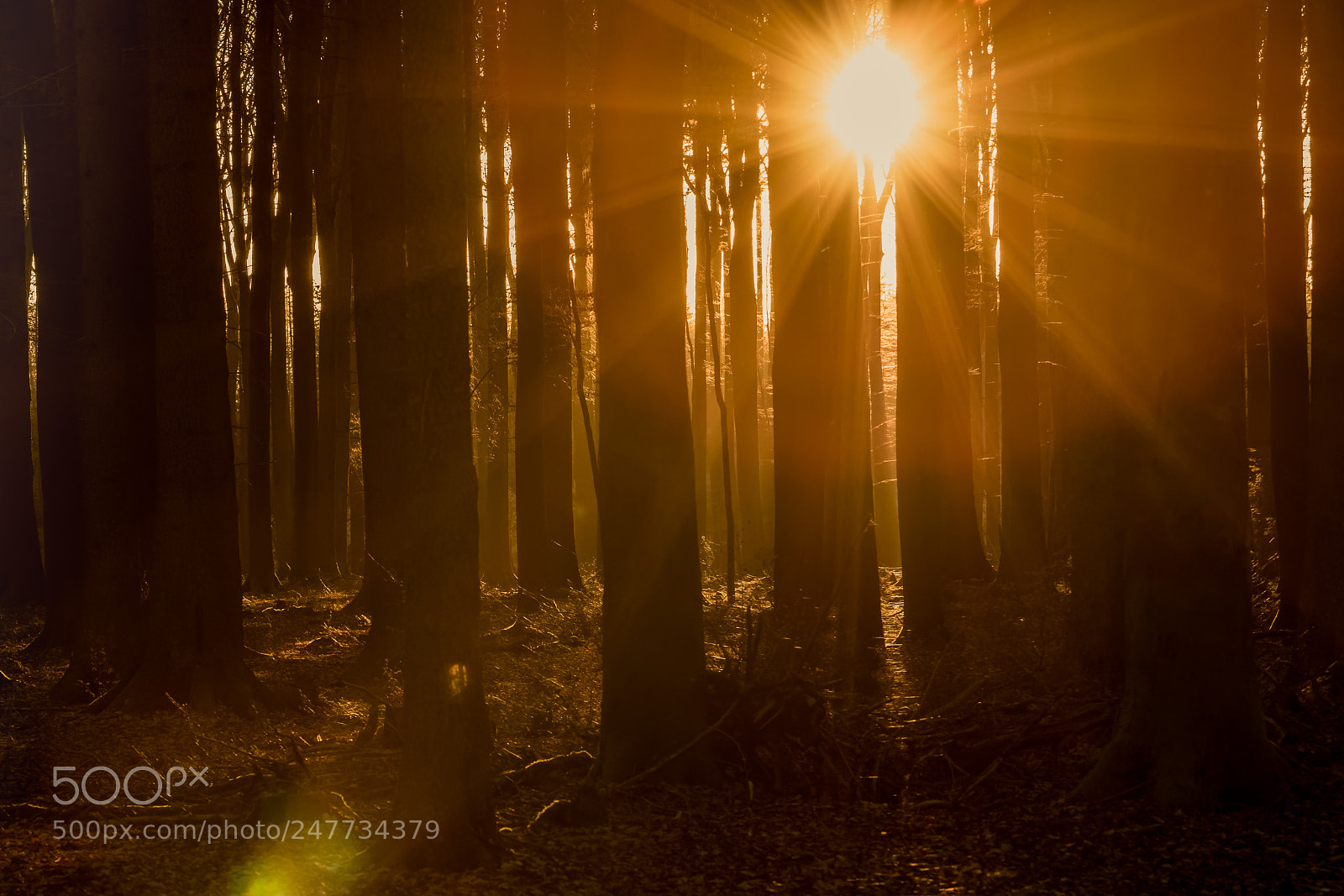Canon EOS 7D Mark II sample photo. Sunset in the forest photography