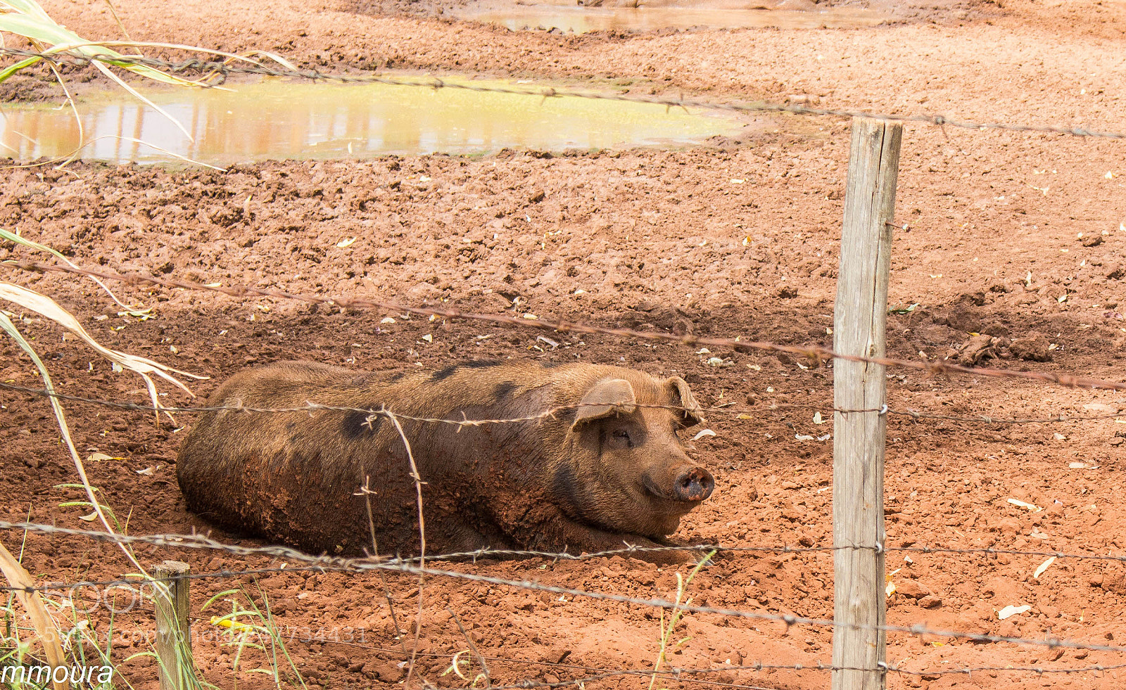Canon EOS 600D (Rebel EOS T3i / EOS Kiss X5) sample photo. Pig - porquinho photography