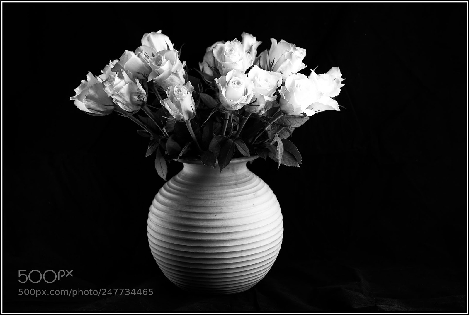 Nikon D800 sample photo. -- roses -- photography