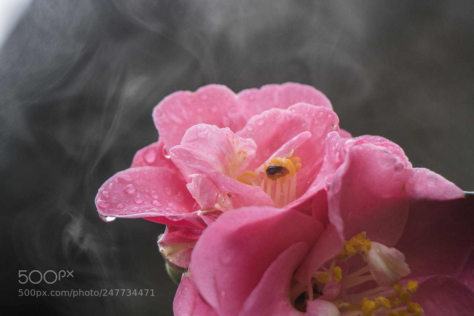 Canon EOS 760D (EOS Rebel T6s / EOS 8000D) sample photo. Smoke flower? photography