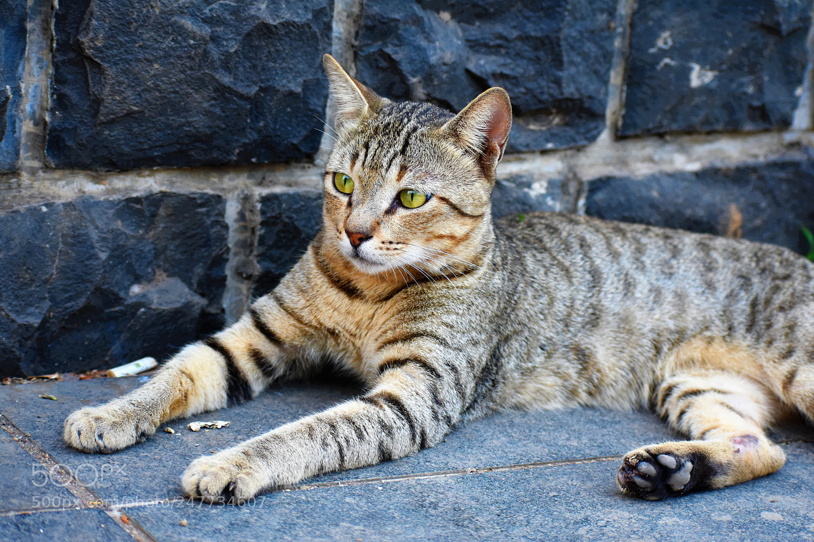 Nikon D7200 sample photo. Sitting like a boss! photography
