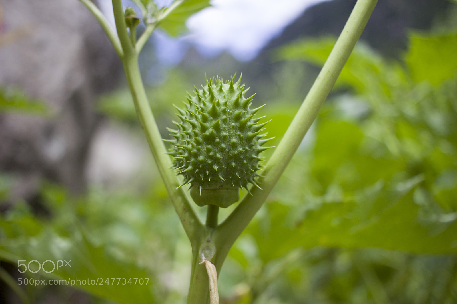 Canon EOS 600D (Rebel EOS T3i / EOS Kiss X5) sample photo. Datura fruit photography
