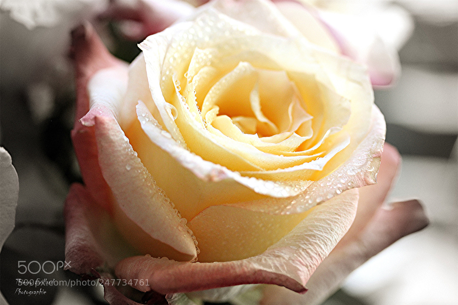 Canon EOS 600D (Rebel EOS T3i / EOS Kiss X5) sample photo. Rose pâle photography