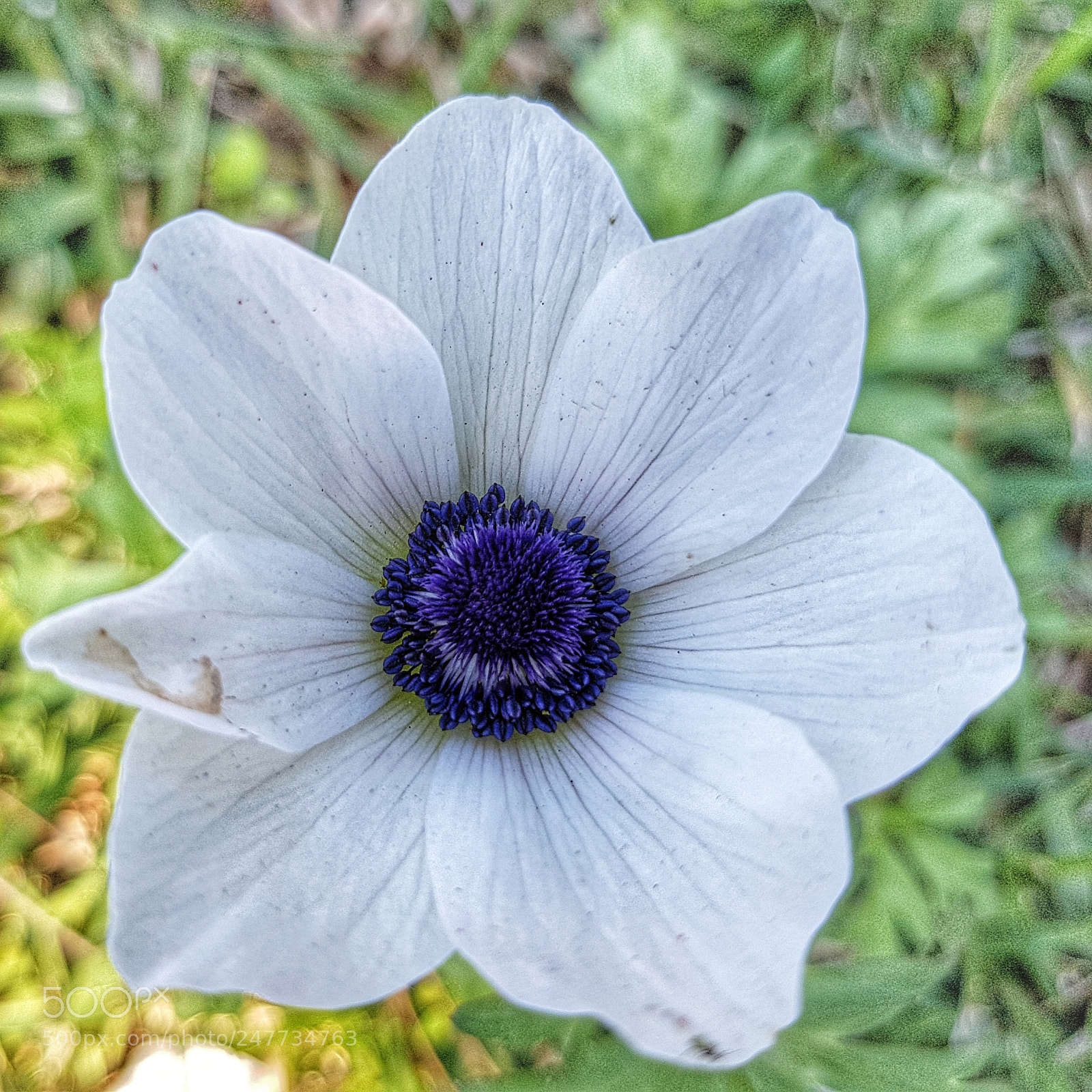Samsung Galaxy S8+ sample photo. 20180228_131541-01.jpg photography