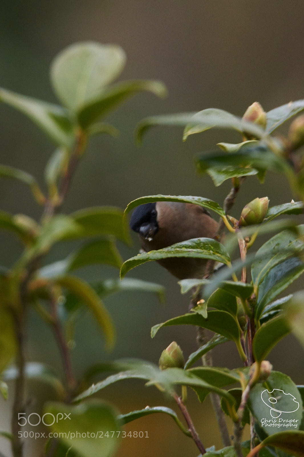 Sony ILCA-77M2 sample photo. Bullfinch in the camellia photography